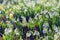 Blooming Snowdrops Meadow in Morning Dew