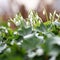 Blooming snowdrops in spring nature