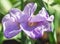 Blooming soft light purple iris