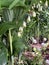 Blooming Solomon`s seal known as Polygonatum odoratum in the garden