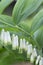 Blooming Solomon`s seal Polygonatum odoratum