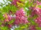 The blooming sophora flower