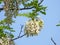 The blooming sophora flower