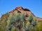 Blooming Spanish Dagger Yucca in Tempe/Phoenix