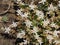 Blooming Spanish Stonecrop Sedum hispanicum on rocks with small white flowers macro, selective focus, shallow DOF