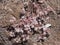 Blooming Spanish Stonecrop Sedum hispanicum on rocks with small white flowers macro, selective focus, shallow DOF