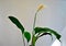 Blooming Spathiphyllum on a white background.