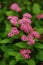 Blooming Spiraea Japonica Japanese spirea closeup