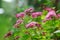 Blooming Spiraea Japonica Japanese spirea closeup