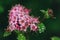 Blooming Spiraea Japonica Japanese spirea closeup