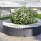 Blooming spirea bushes inside gray wooden benches in a recreation park