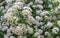 Blooming Spirea Spiraea cantoniensis. Spirea blooms in small white flowers