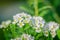 Blooming spirea on a spring