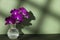 Blooming sprig of purple orchid in transparent vase on olive color background, copy space, horizontal photo. Flower