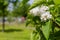 Blooming sprig of white lilac on a bright Sunny summer day