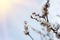 Blooming sprigs of cherry in