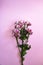 Blooming sprigs of chrysanthemum on pink background