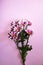 Blooming sprigs of chrysanthemum on pink background