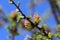 Blooming spring branch of a larch closeup