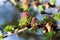 Blooming spring branch of a larch closeup