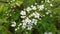 Blooming spring Bush. Bright juicy greens and small white flowers. Wind