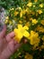 Blooming in the spring of a bush of yellow kerry Kerria japonica