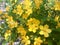 Blooming in the spring of a bush of yellow kerry Kerria japonica