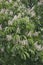 Blooming spring chestnut tree