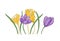 Blooming spring crocus flowers isolated on white background. Gorgeous seasonal garden flowering plant. Floral design