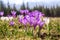 Blooming spring flowers crocus growing in wildlife