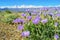 Blooming spring flowers, view on Sierra Nevada mountains, California, USA