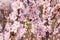 Blooming spring garden. Cherry blossom branch Prunus tomentosa close-up. Bee Anthophila on cherry flowers.