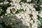 Blooming spring hawthorn. a wasp flies on the flowers of a tree. pollination