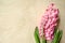 Blooming on spring holidays flower pink hyacinth