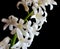 Blooming spring hyacinths white flowers