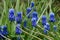 Blooming spring Muscari