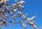 Blooming spring orchard. Flowering branches of almond trees