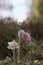 Blooming spring pasqueflower, Pulsatilla vernalis in natural environment