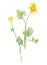 blooming spring pilewort, ficaria verna, lesser celandine, watercolor botanical sketch