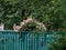 Blooming spring pink and yellow honeysuckle behind a turquoise fence