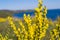 Blooming of spring primroses in the forest. Bright yellow flowers of forsythia.