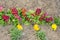 Blooming spring primulas in colorful flower bed