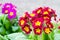 Blooming spring primulas in colorful flower bed