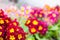 Blooming spring primulas in colorful flower bed