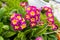 Blooming spring primulas in flower bed