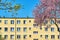 Blooming spring tree on the background of a wall of a residential building