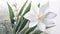 Blooming spring white snowdrops background. International happy womens mothers day, 8 March, Easter concept. White
