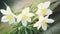 Blooming spring white snowdrops background. International happy womens mothers day, 8 March, Easter concept. White