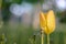 blooming spring yellow juicy tulip on a green background