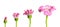 Blooming stages of pink daisy flower on white background